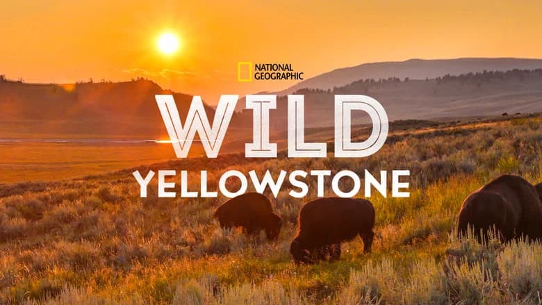 Wild Yellowstone still
