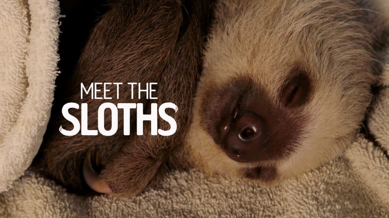Meet the Sloths still