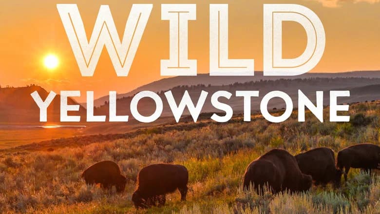 Wild Yellowstone still